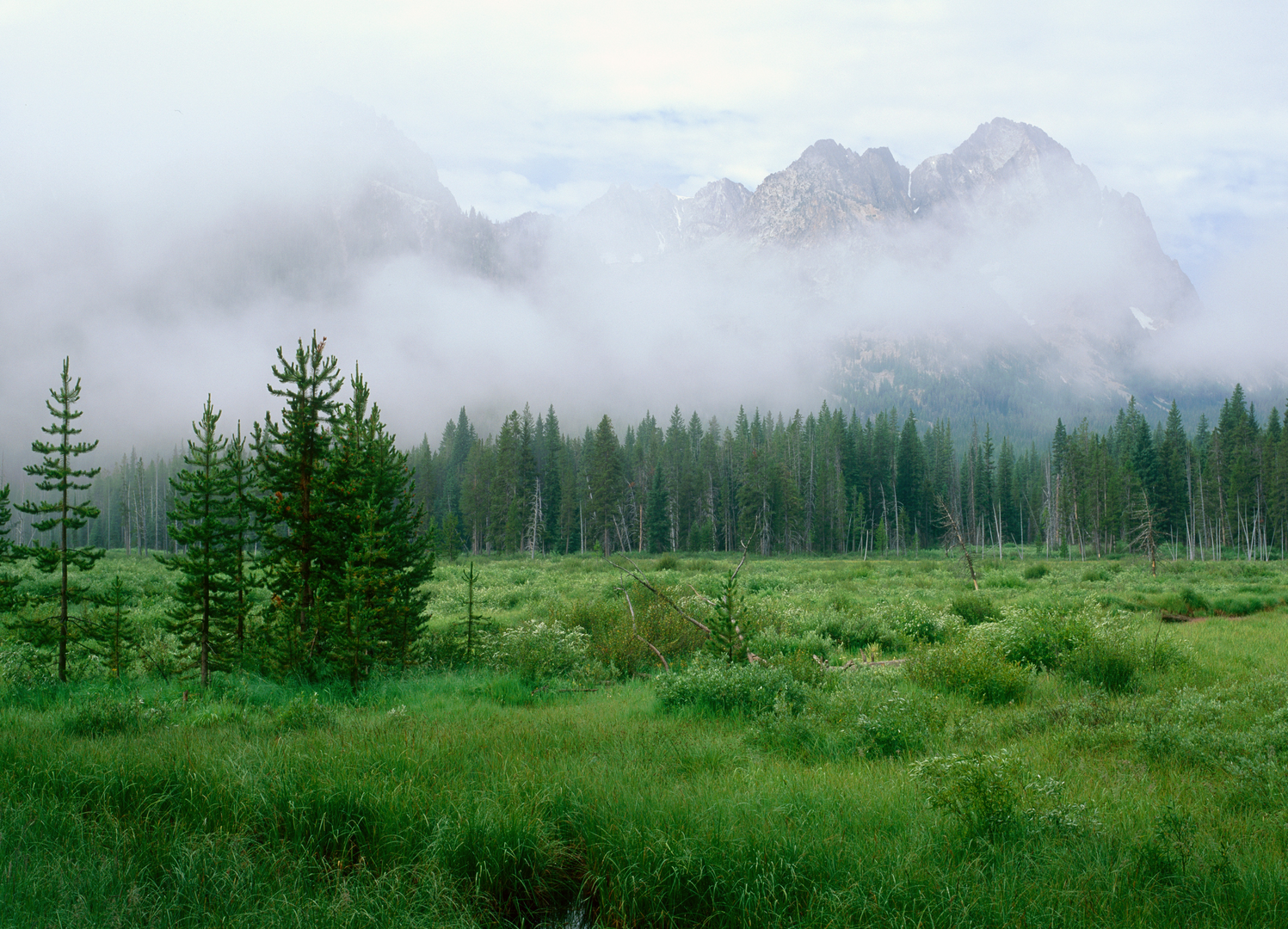 A tree landscape below mountains.