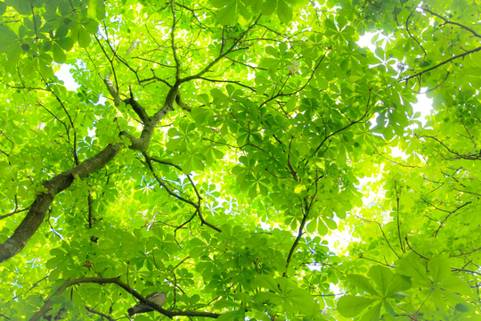 Sustainability at Formica Group