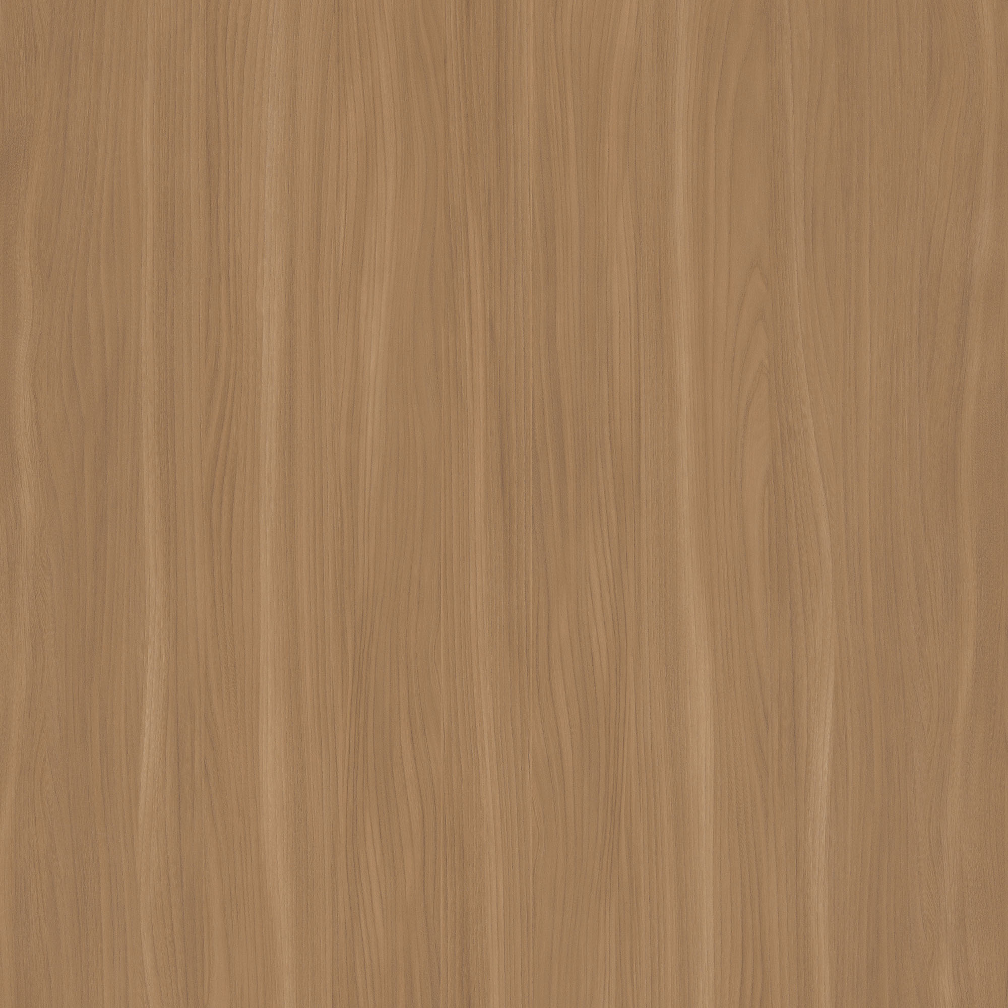 Beige Elm