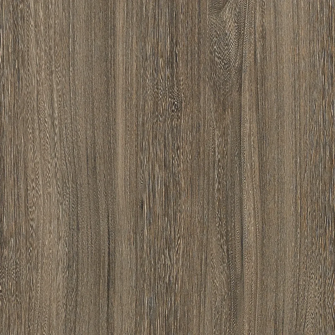 Mocha Elm