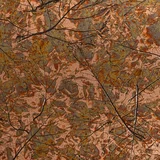 Copper Maple Leaves